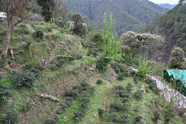 Property grounds 3, Valley View Retreat Stays, Nainital