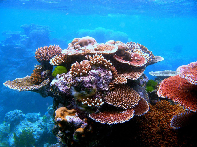 4, Banana villa, North Ari Atoll