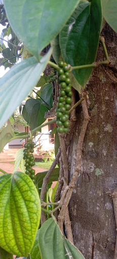 Garden 4, Serene Rajarata, N. Palatha Central