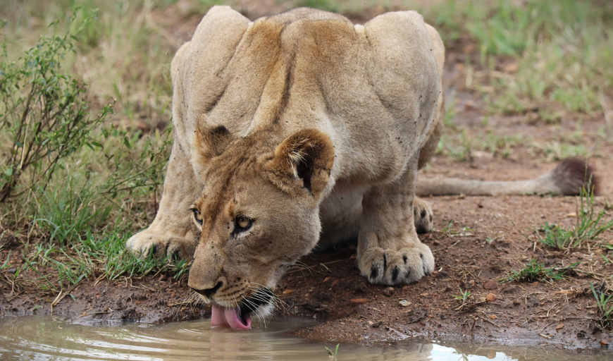 Safari 4, Last Word Makanyane, Waterberg