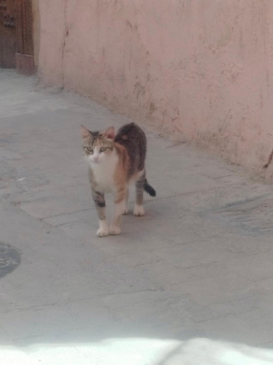 Others 3, Riad Andalousse, Meknès