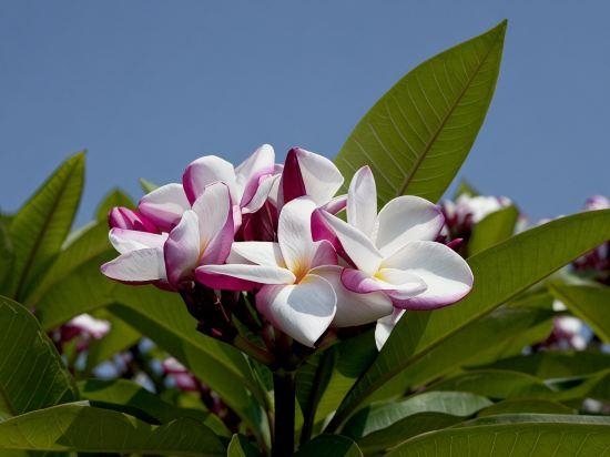 Others 3, ROYAL WATERLILY HOTEL, Xishuangbanna Dai