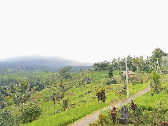 5, Metta Cabin Rice Terrace Babahan Bali, Tabanan