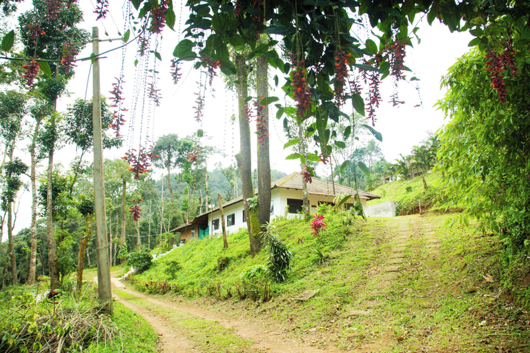 Others 1, Room-the Nest Bettathur Coorg Ct No 1, Kodagu