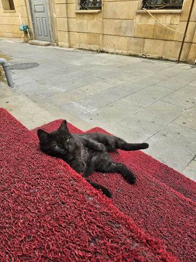 Pet-friendly amenities, Old Town Hotel, Baku