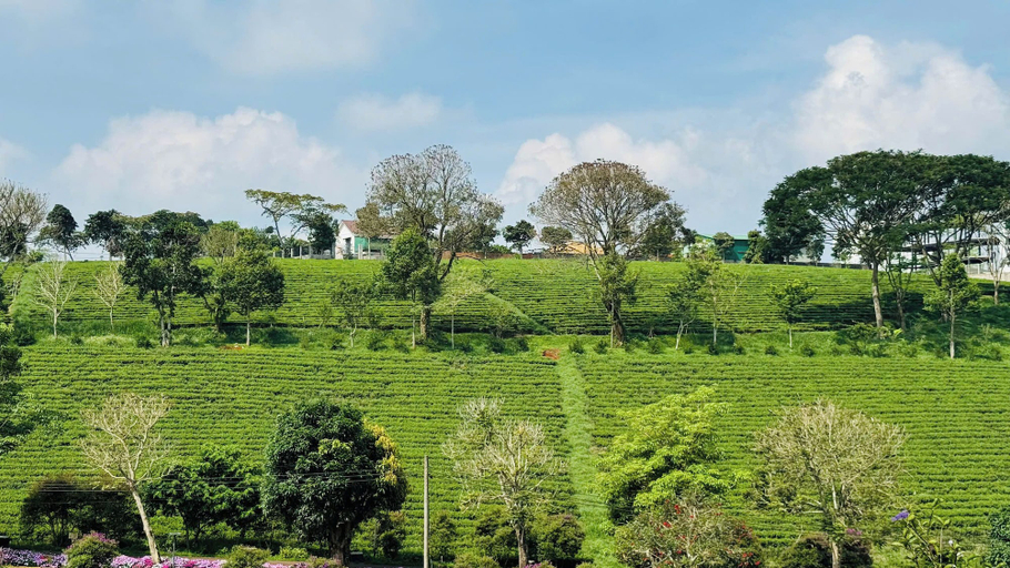 Miscellaneous 2, TAM CHAU FARM, Bảo Lâm