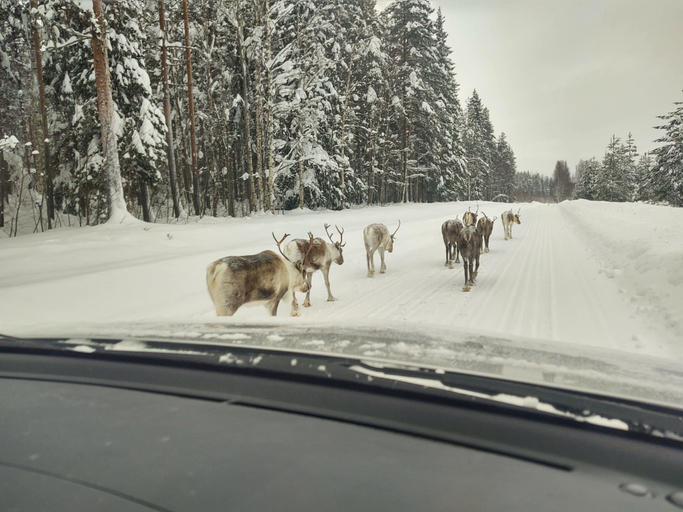 Others 4, Lagomhuset - A Peaceful Holiday In Swedish Lapland, Älvsbyn