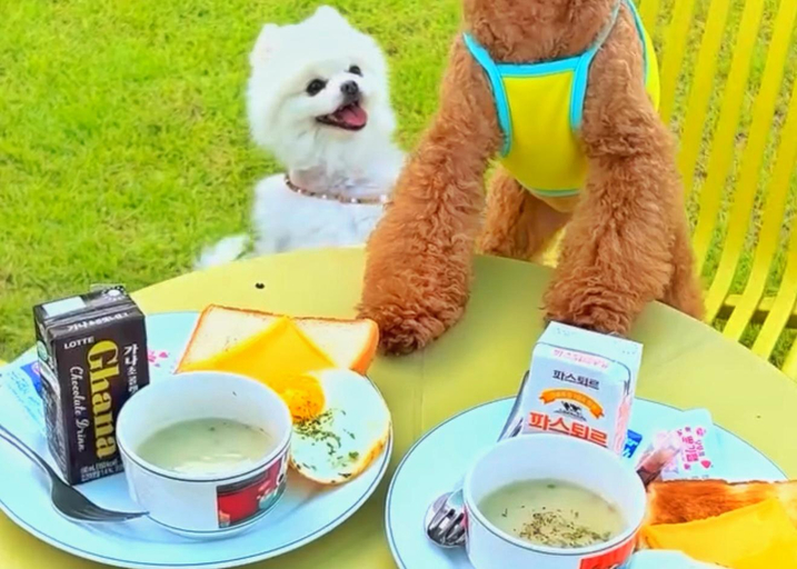 Food & Drinks, Yangpyeong Comfortable Dog Pension, Yangpyeong