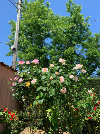 Garden 2, La Casa Celeste, Asti