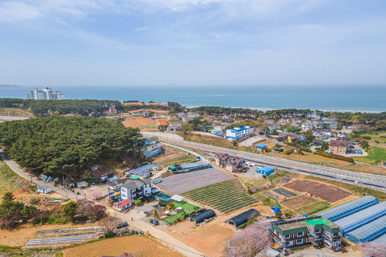 Others 4, Taean Jangmibit Insaeng Pension, Taean