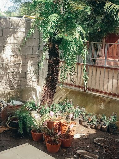 Garden, Soap Baker House in Chiangmai, Muang Chiang Mai