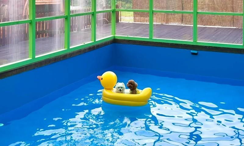 Sport & Beauty 2, Yangpyeong Comfortable Dog Pension, Yangpyeong