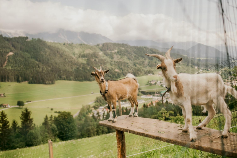 Others 4, HOFERHOF Schladming -Dachstein, Liezen