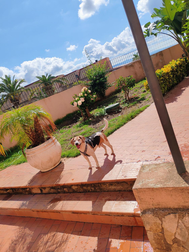 Others 5, Aloha Village - Bed&Pet, Messina