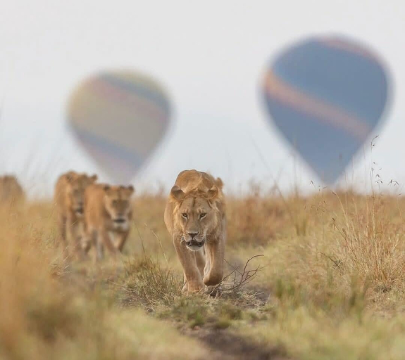 Miscellaneous 4, Safari your way kenya, Narok West