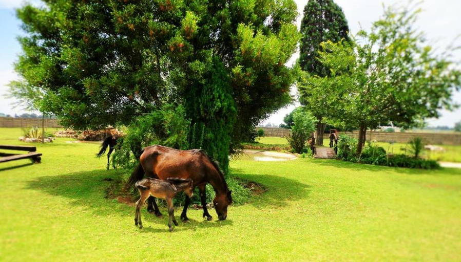 Others 5, AJM Accommodation, Nkangala