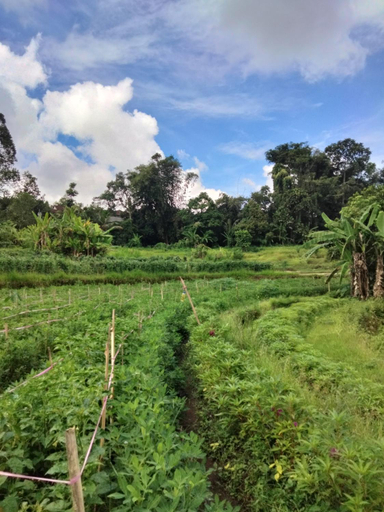 Others 1, Buntera homestay sidemen, Karangasem