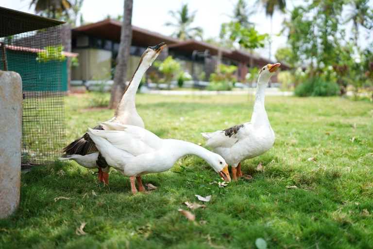 Property grounds 2, Alpha Wellness Resort, Mandya