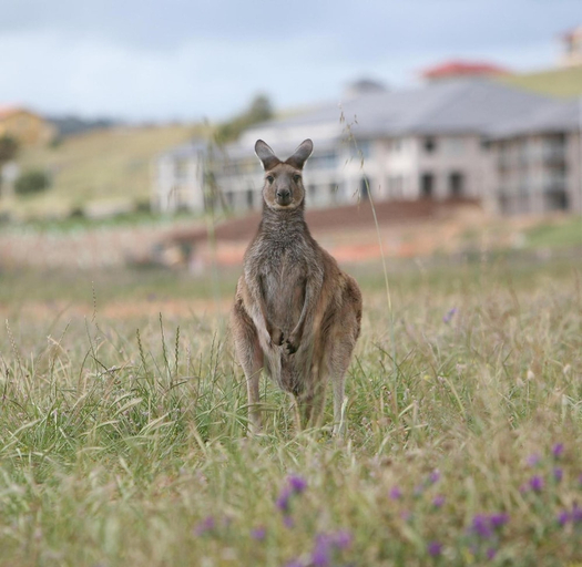 Food & Drinks 5, LINKS LADY BAY RESORT, Yankalilla