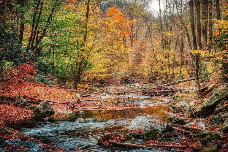 Miscellaneous 4, Z - Bear Pause Retreat, Sevier