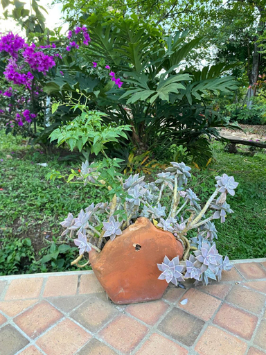 Others 5, Hostal Villa San Rafael, Barichara