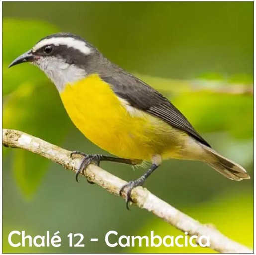 Food & Drinks, Chales Bamba, Ilhabela
