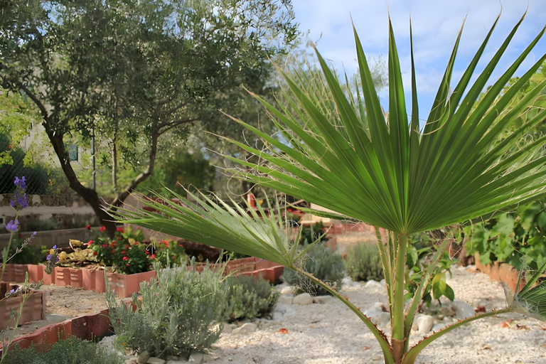 Garden 3, Orhideja Apartment, sleeps 4, Preko