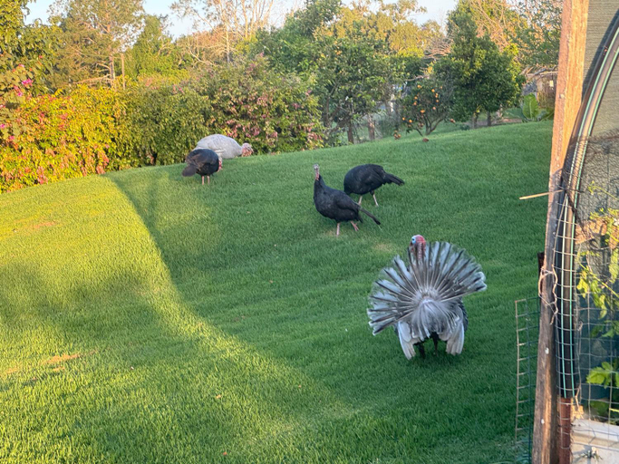 Others 3, Bird Song Farm, Kempsey