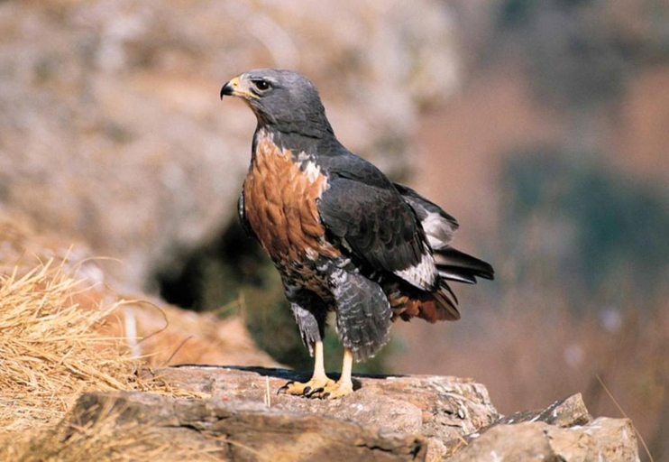 Others 5, Jackal Buzzard Mountain Haven, Ehlanzeni