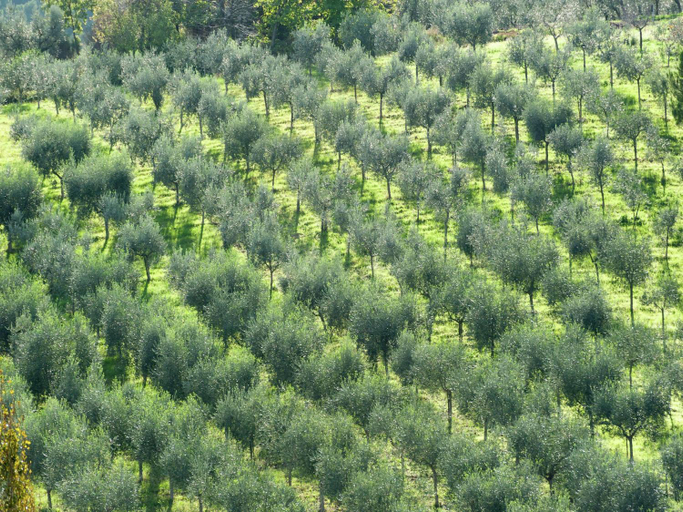 Surrounding environment, Apartment in Umbria near Montefalco Winery, Perugia