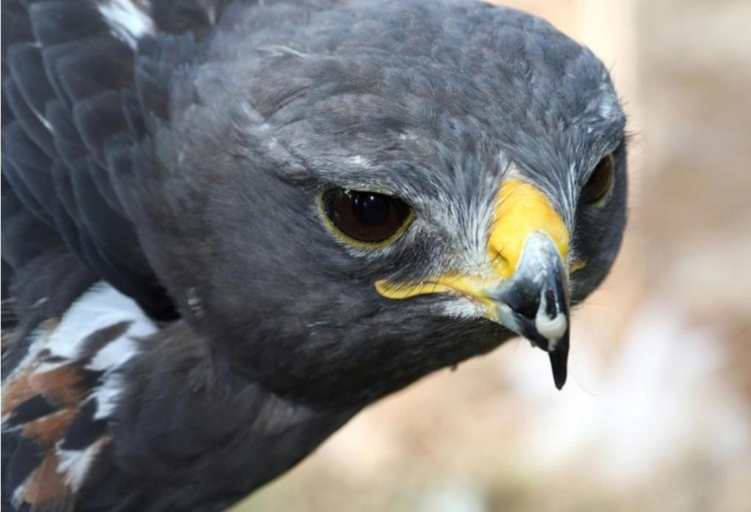 Others 4, Jackal Buzzard Mountain Haven, Ehlanzeni