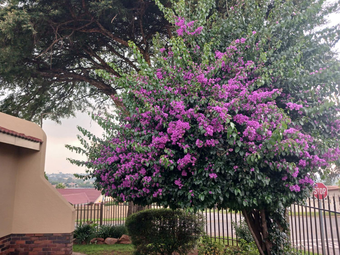 Others 4, Golden Glory Manor, City of Johannesburg