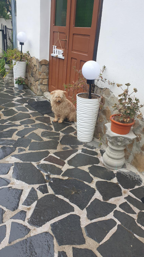 Exterior & Views, Facilitati cazare Raluca, Bunesti