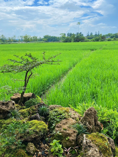 View from property, Baansuanphurajit, San Sai