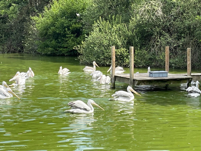 Others 4, Paradisier, clim, grande terrasse, balneo, Parc des Oiseaux, Ain