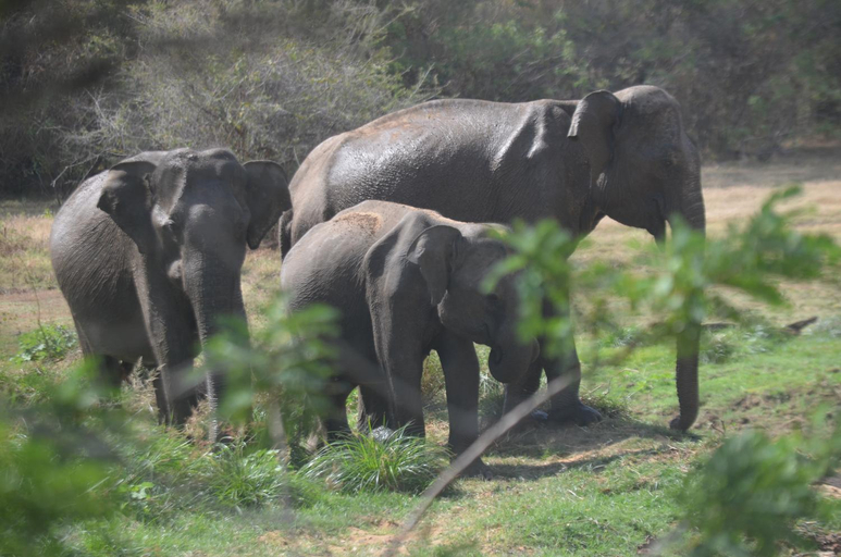 Others 5, Mayka's luxury holiday homes and Safari Thanamalwila, Thanamalvila