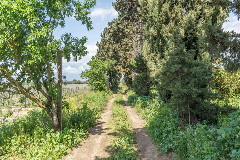 Miscellaneous 4, Tenuta Santo Spirito, Ragusa