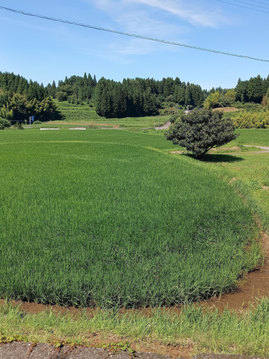 View from property, guest house mami, Taketa