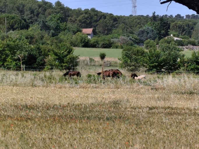 Others 5, LOU SOLEIOU SAINT HILAIRE, Bouches-du-Rhône