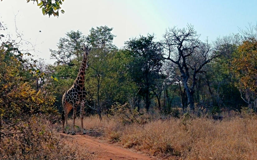 Others 3, Little 5 camp, Mopani