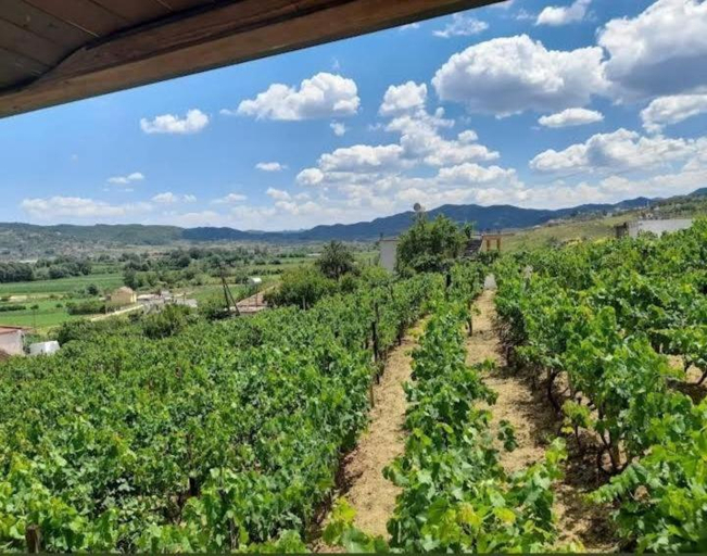 Others 5, Vila Shehi Guesthouse and Winery, Tirana