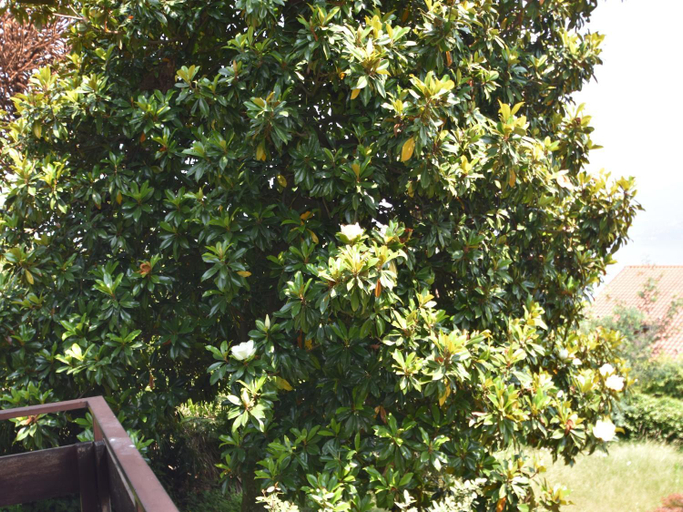 Surrounding environment 3, Villa in Valdora with Lake Maggiore Views, Verbano-Cusio-Ossola