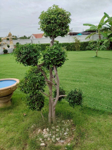 Front of property 3, Mae Klong Garden House, Muang Samut Songkhram