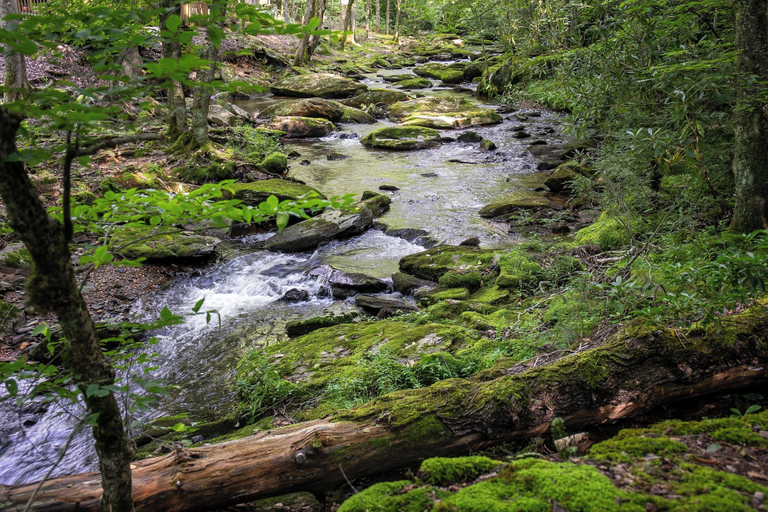Primary image, Creek House, Watauga