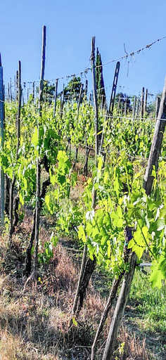 Miscellaneous 5, Tenuta San Lorenzo, Arezzo