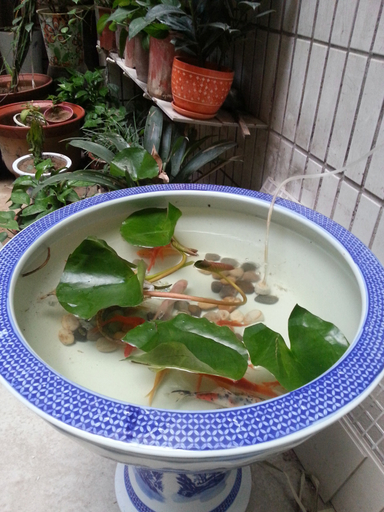 Food & Drinks, yue lai lnn, Kaifeng