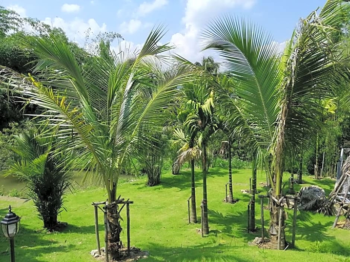 Others 5, Thanburi Resort, Chom Thong