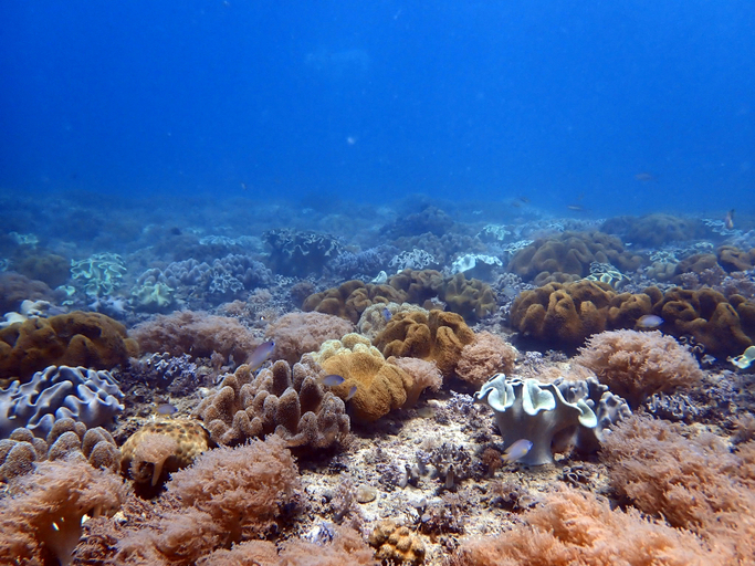 Others 4, Phoenix PG Diving Resort, Puerto Galera