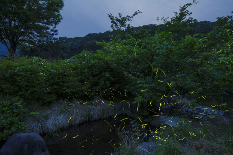 Others 4, Kyukamura Oku-Daisen, Kōfu