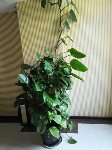Others 5, Jingchen Hotel, Lincang